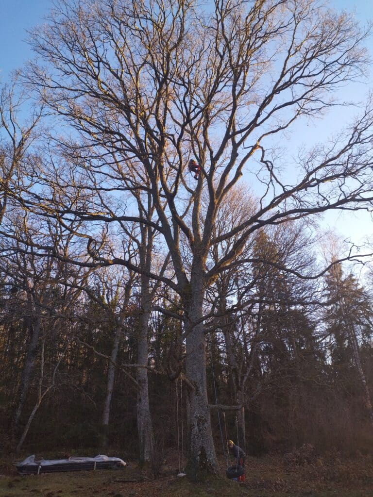 IMG_20240125_091207697