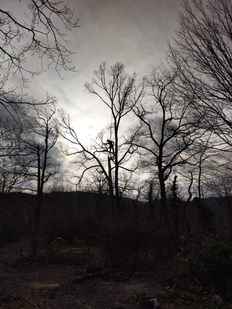 Élagage arbres chamalières