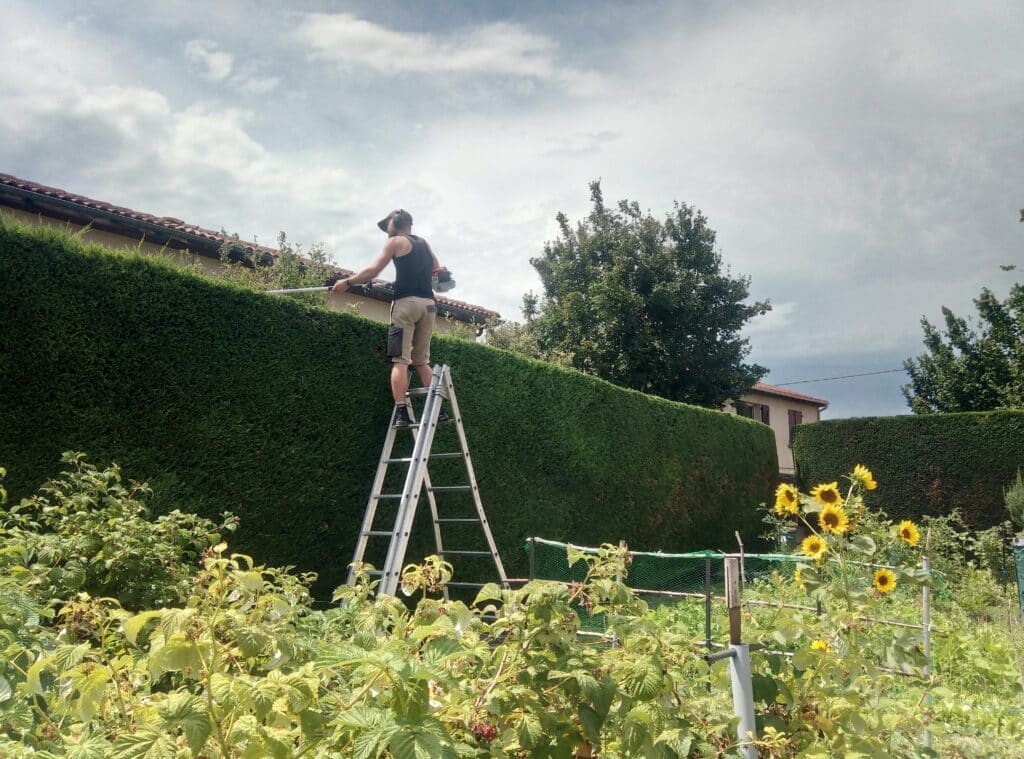 Taille de haie