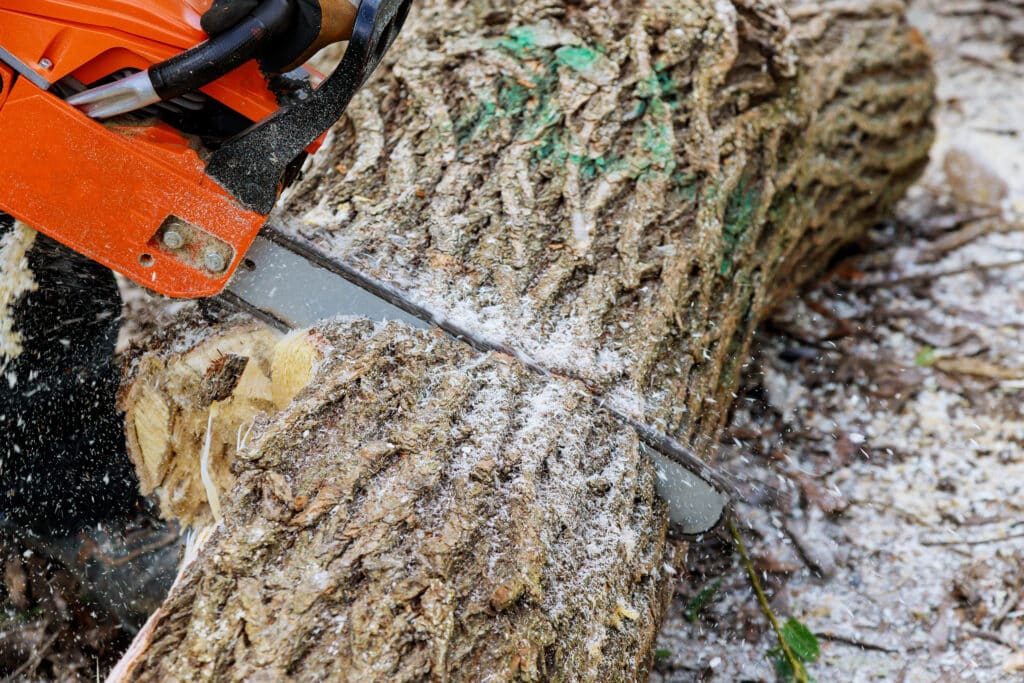 Man pruning tree branches work in the city utilities after a hurricane storm damage trees after a storm