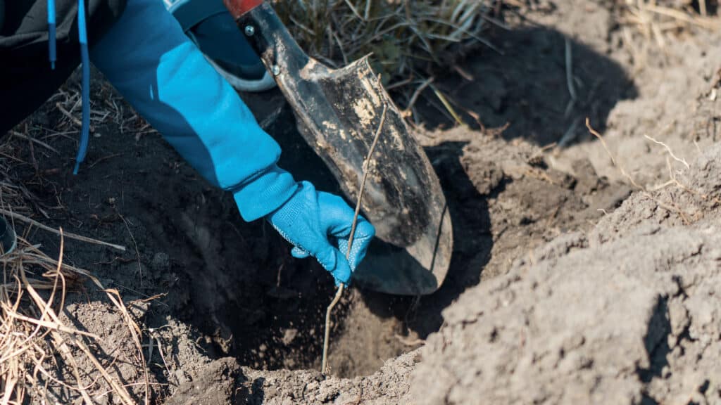 A volunteer in work gloves planting a tree sapling in the nature